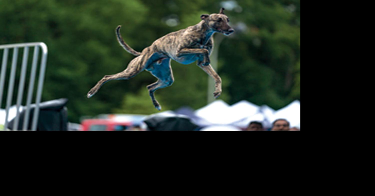 Gaines dog sets dock diving record Lifestyles