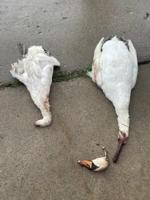 Swans decapitated on Lake Fenton 1.jpg