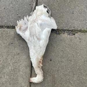 Three swans decapitated on Lake Fenton