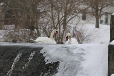 Fenton Millpond Swans 2.JPG