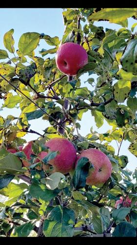 All About McIntosh Apples  Robinette's Apple Orchards in Michigan