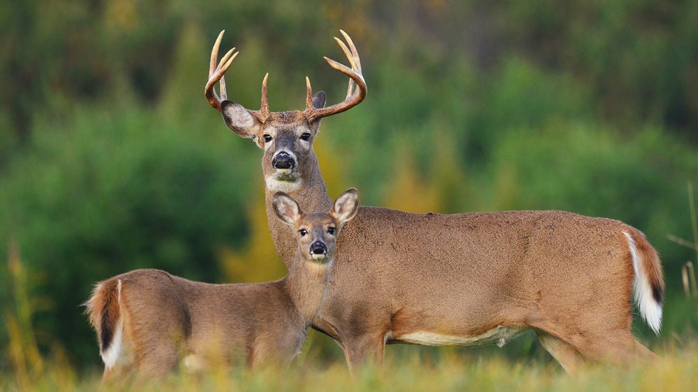 michigan deer