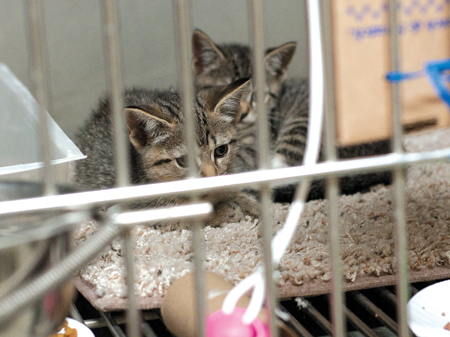 Life and death at the Genesee County Animal Control | News for Fenton ...