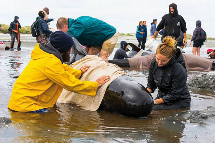 Hundreds of whales beached on New Zealand islands - ABC News