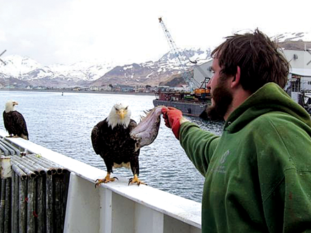 Bald Eagles Cleaning a Fishing Net, Dutch Harbor, Unalaska,…