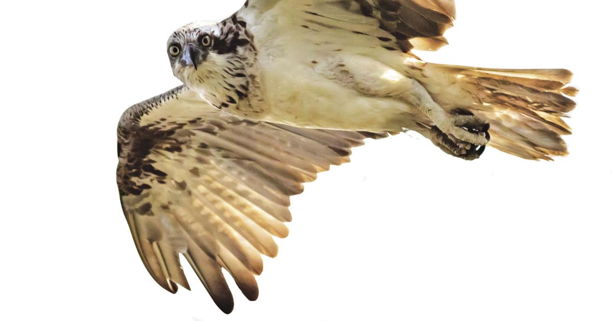 Michigan Raptors Saved By 20 Year Project News For Fenton Linden Holly Mi Tctimes Com
