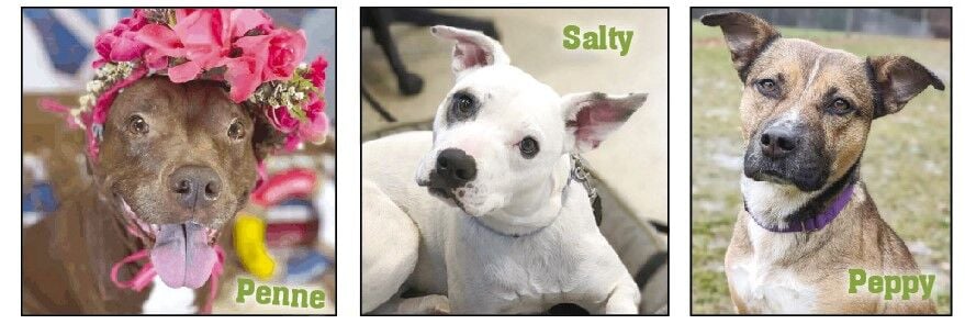 These pups are looking for their forever home! They love belly