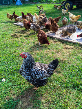 pittsfield township chickens