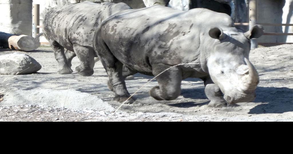 Visit a zoo this summer Part 1 News for Fenton, Linden, Holly MI