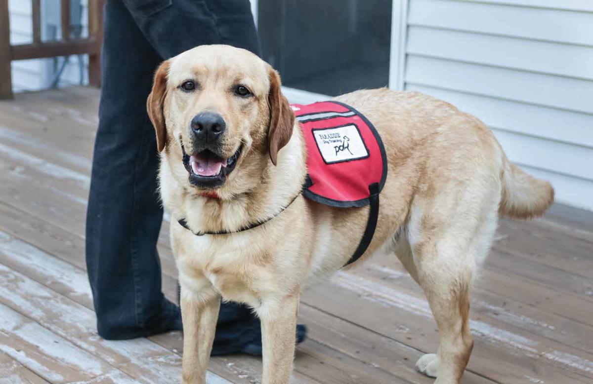 Training real service dogs | Human Interests, Social News, Recipes ...