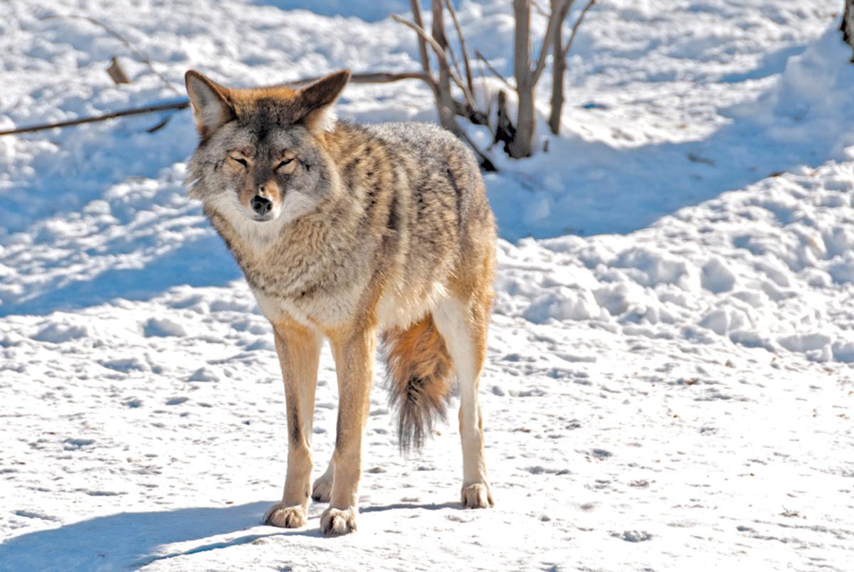 Coyote sightings up in tri-county area | | tctimes.com