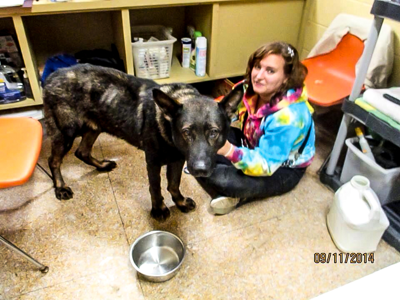 Deplorable conditions continue at Genesee County Animal Control | News for  Fenton, Linden, Holly MI 