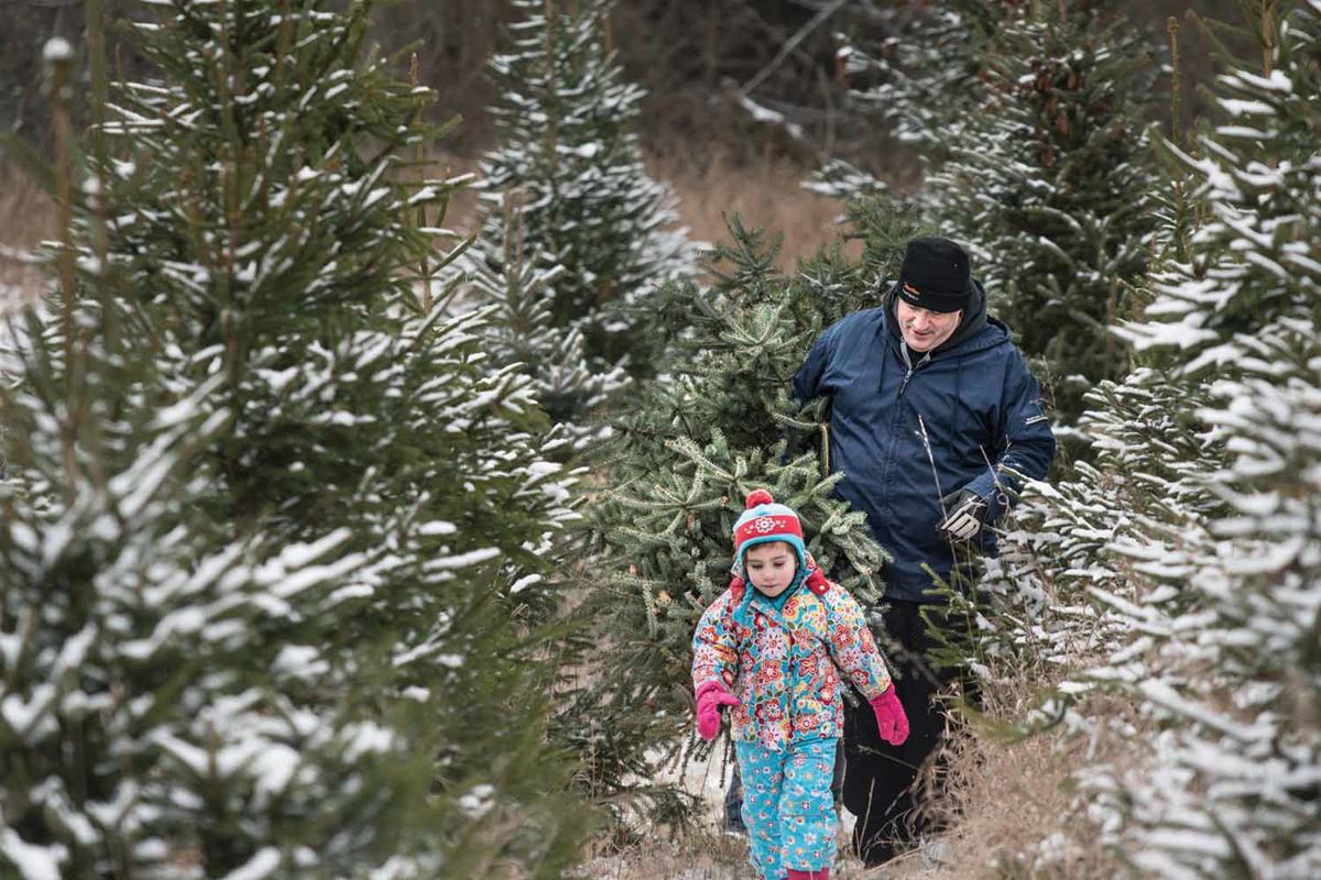 Michigan is nation’s third largest Christmas tree producer | Human