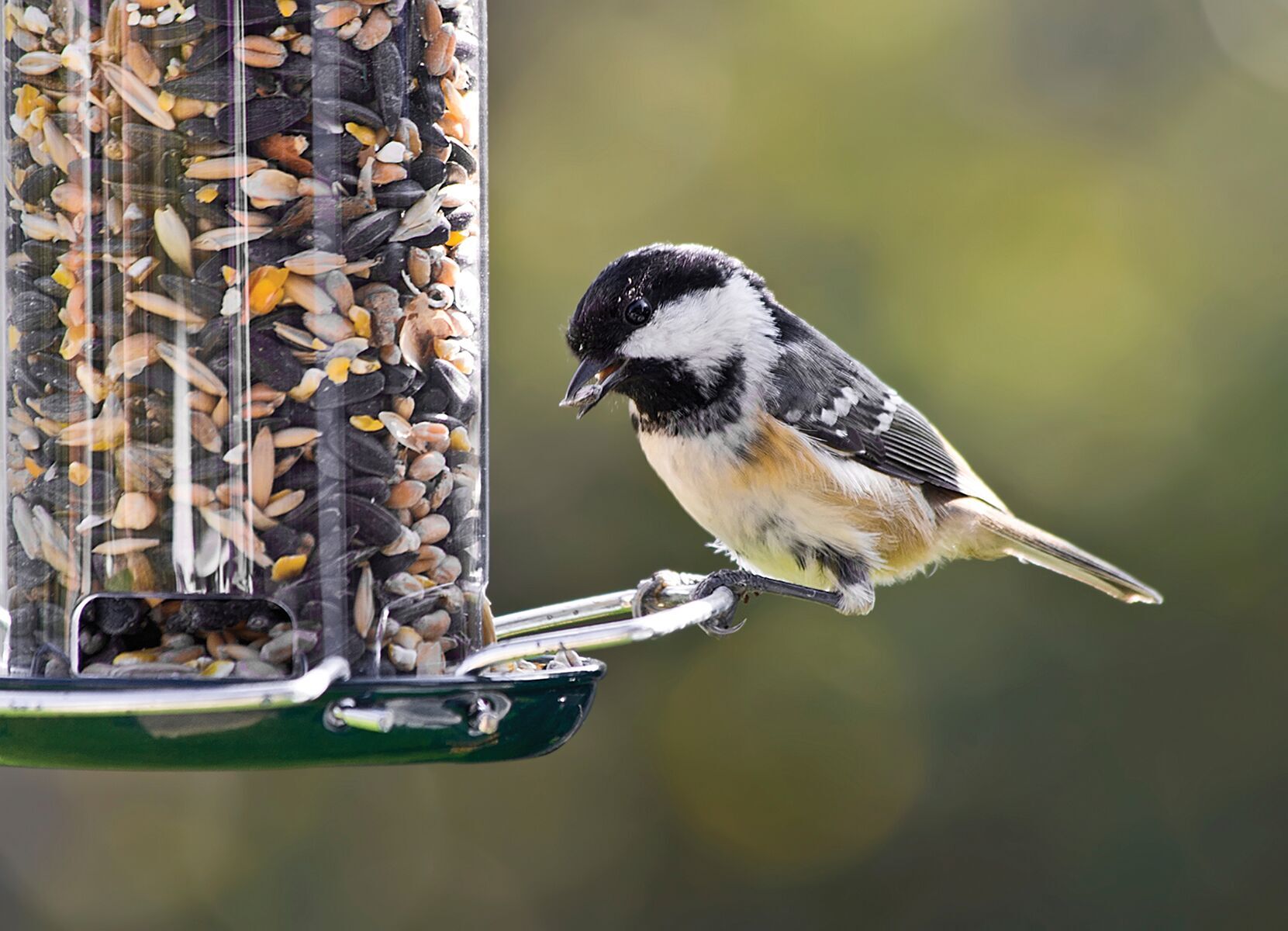 spring bird food