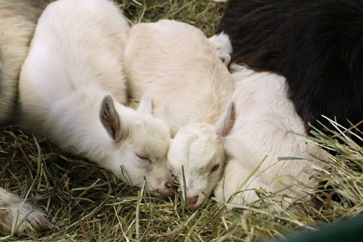 Local farm will bring animals for Expo petting zoo News for Fenton