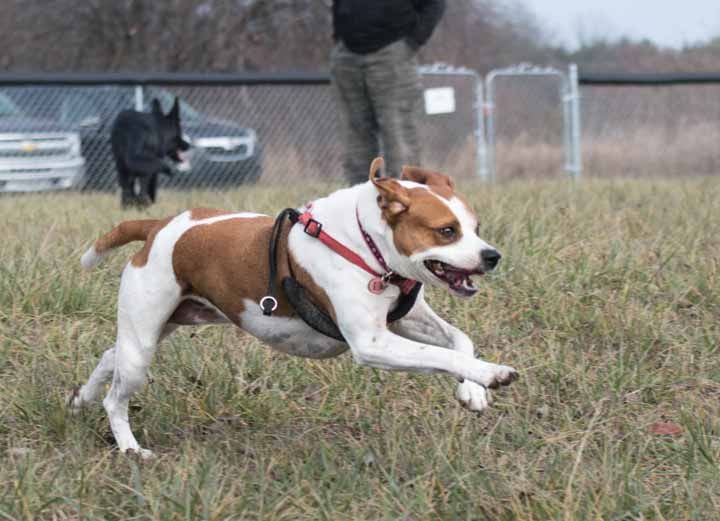 Dog park opens in Fenton Township. Has area for small and large four