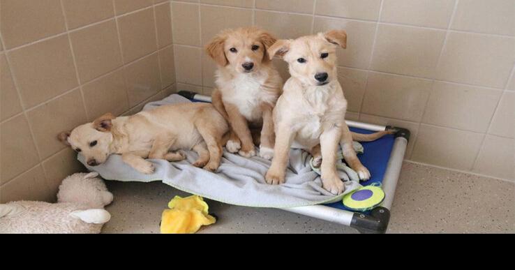 Undertake-A-Pet has surplus of animals | Information for Fenton, Linden, Holly MI