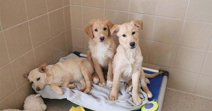 Undertake-A-Pet has surplus of animals | Information for Fenton, Linden, Holly MI Undertake-A-Pet has surplus of animals | Information for Fenton, Linden, Holly MI