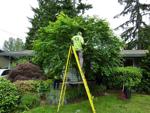 All Phase Tree Service
