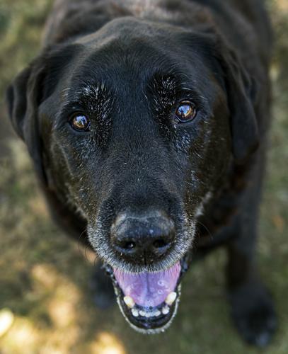 14+ Lap Day Calculator Dog