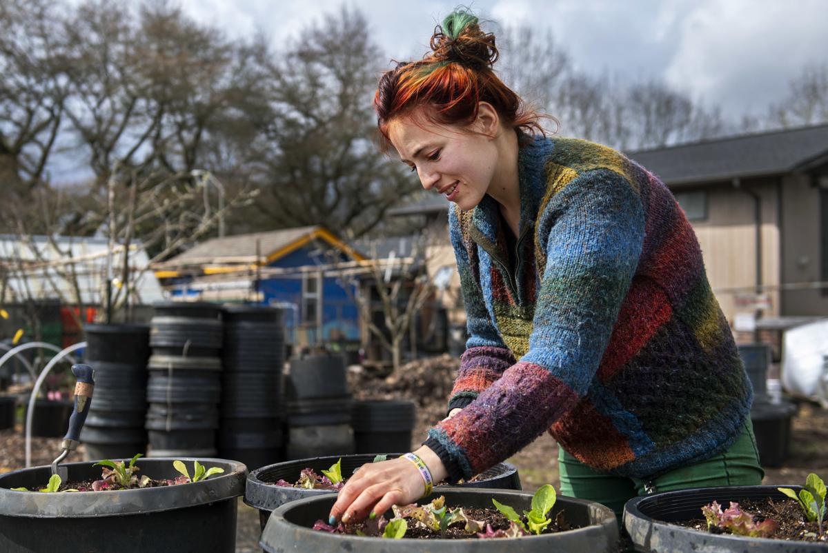 Lettuce + kale planting