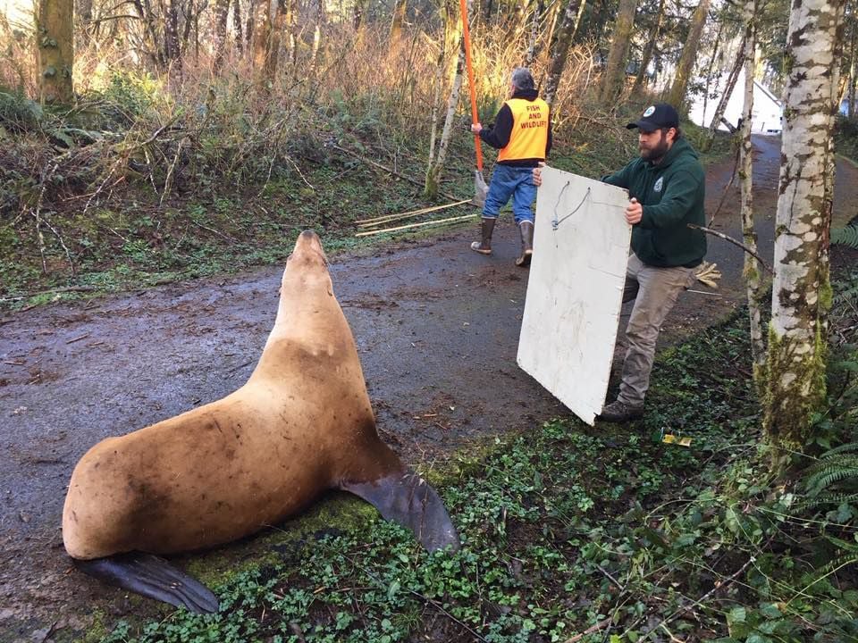 Officials return 'exhausted' wayward sea lion to Columbia River | Local