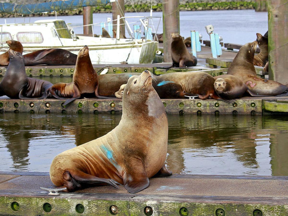 Study Seals Sea Lions Eating More Columbia River Salmon Than Previously Thought Local Tdn Com