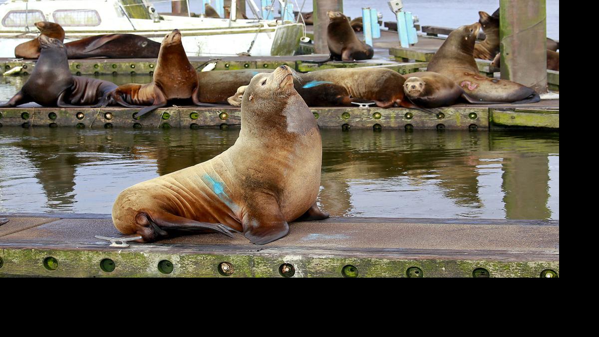 Study Seals, sea lions eating more Columbia River salmon than