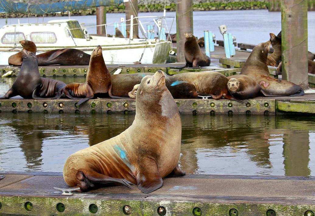 Study: Seals, sea lions eating more Columbia River salmon than