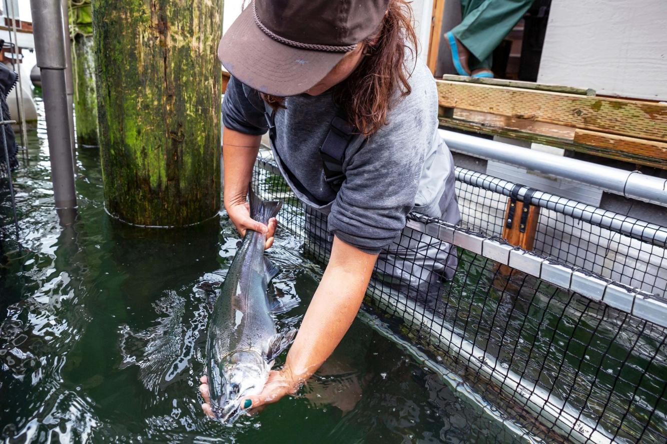 New fish traps to get commercial test in the Columbia River resemble