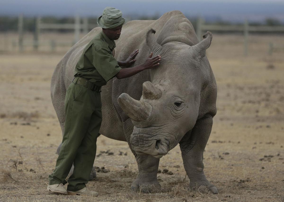 Will fake horns save the rhino from extinction or will it cause more harm?, The Independent