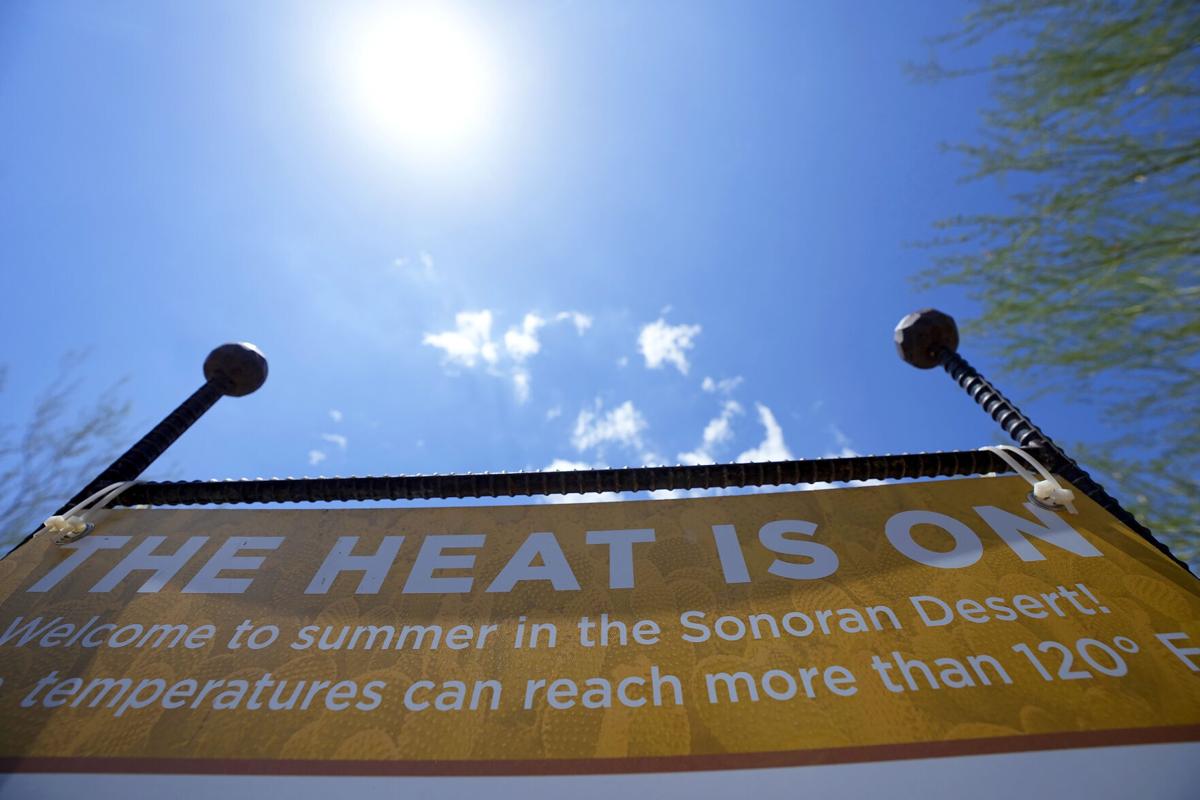 Extreme heat in Phoenix is withering famed saguaro cacti, with no end in  sight