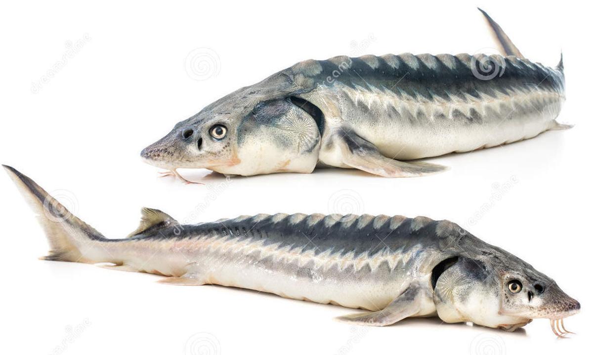 Sturgeon