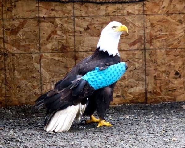Injured bald eagle found in Winlock is recovering