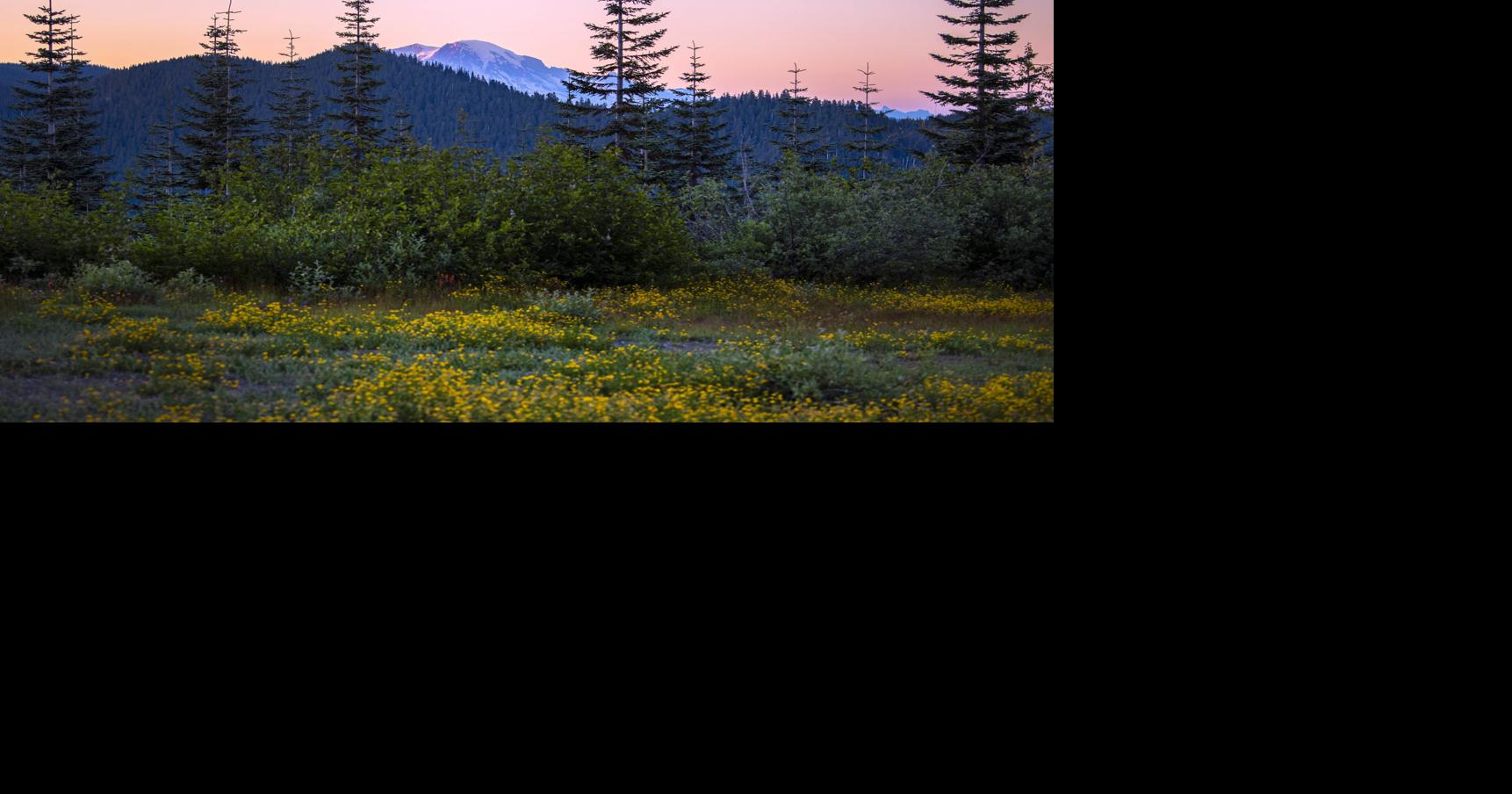 Outdoors Report WeyCo opens 6,500 acres to public through WDFW partnership