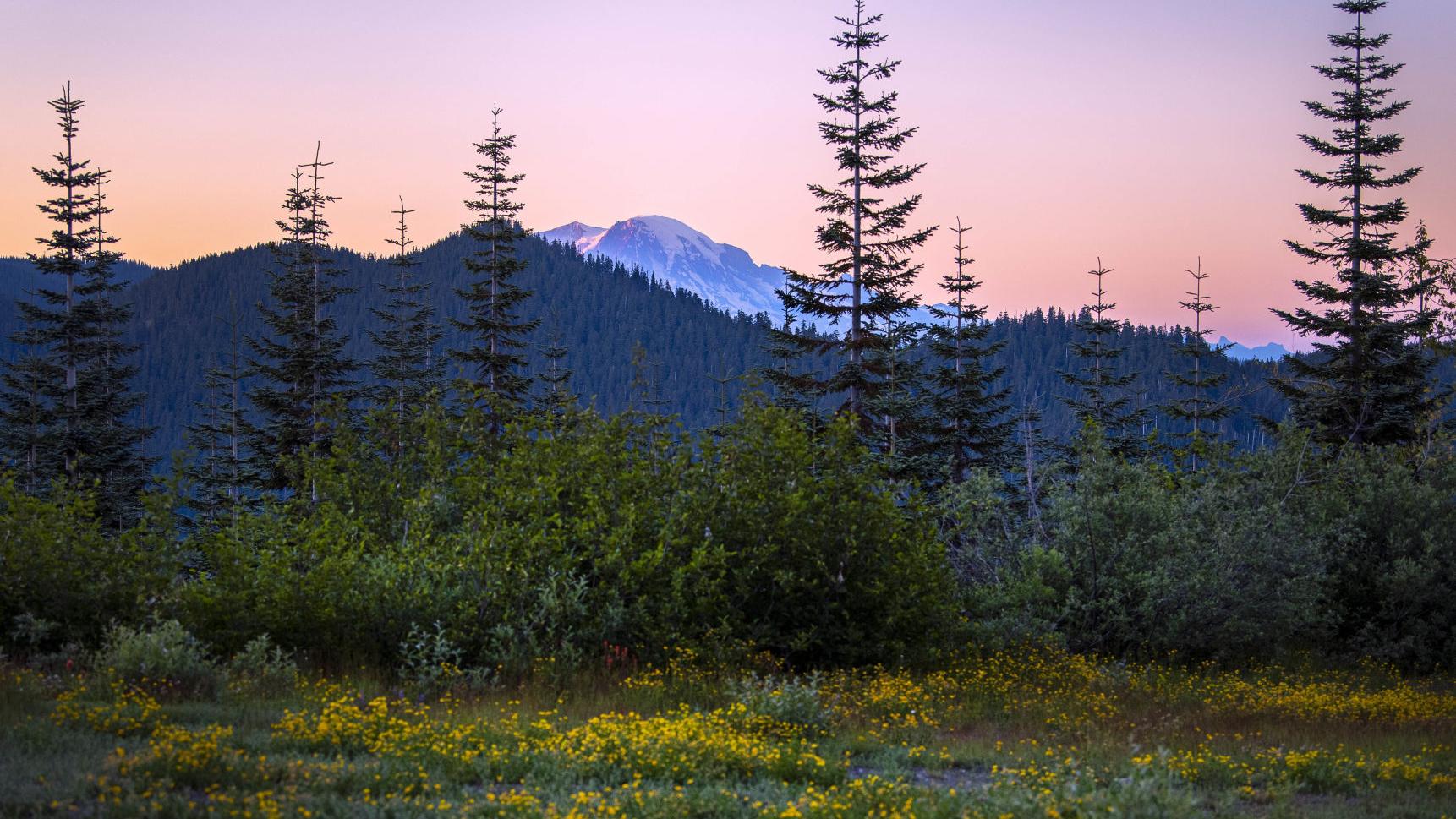 Outdoors Report: WeyCo opens 6,500 acres to public through WDFW partnership - Vimarsana News