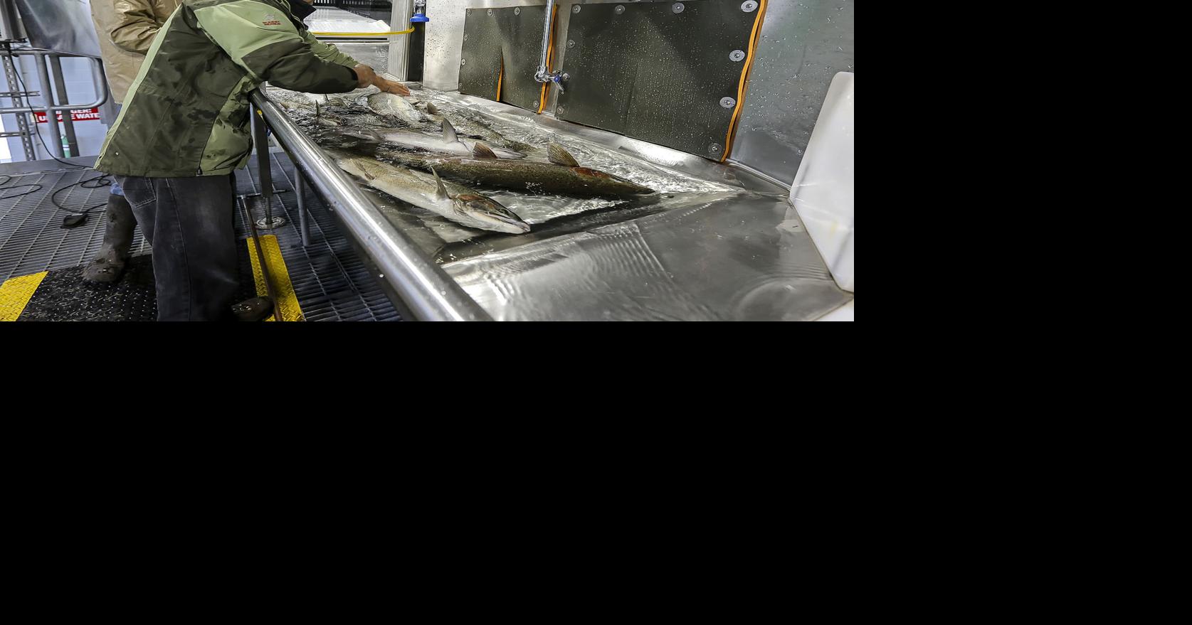 Complex — and expensive — system transports Lewis River fish