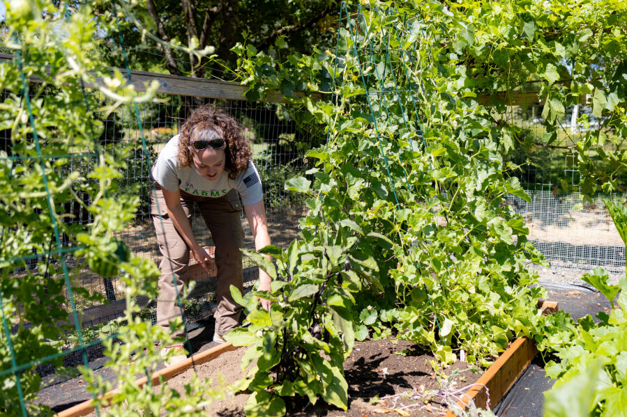 Gardens Of Healing: Caring For Plants Part Of Veterans' Therapy 