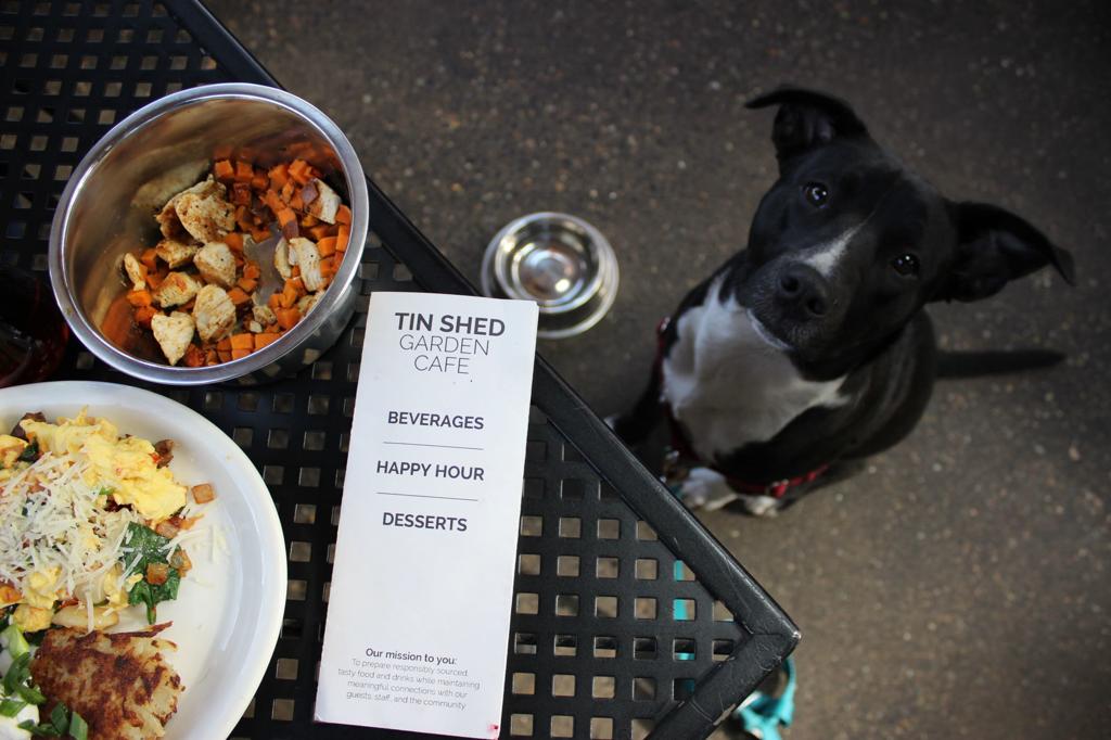 Get Out Of The House With These Dog Friendly Trips Entertainment Tdn Com