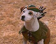 Wishbone dog (Soccer)