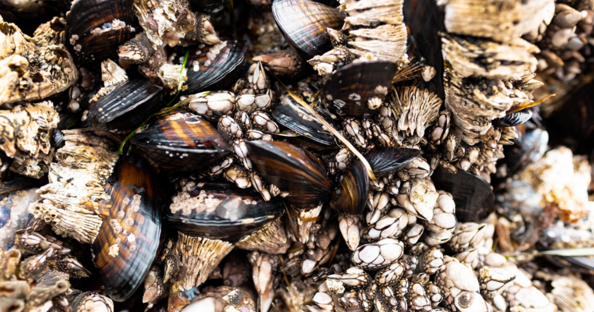 Shellfish poisoning on the coast leaves people sick