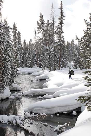 Out Cold — Winter in Yellowstone highlights extremes | Lifestyles | tdn.com