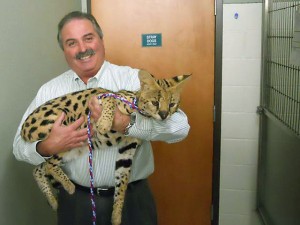 african serval