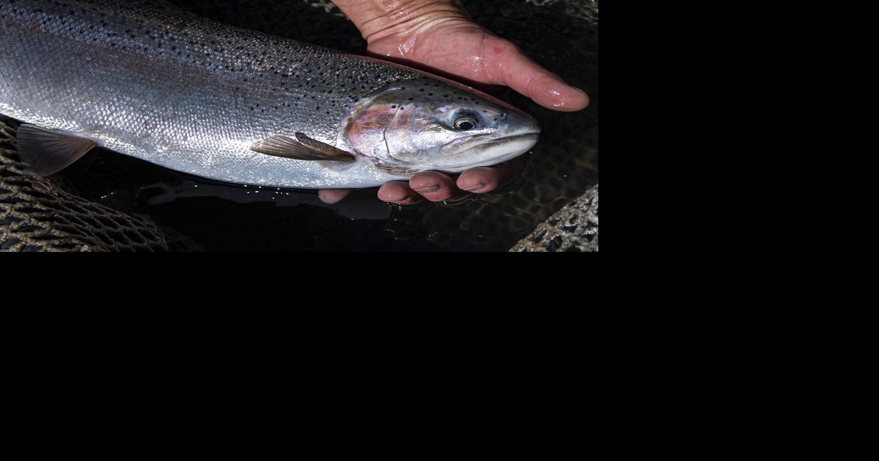 Spring chinook salmon fishing on Columbia River to open for 6 days  beginning Friday