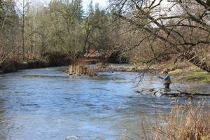 Salmon Creek offers opportunities for winter steelhead