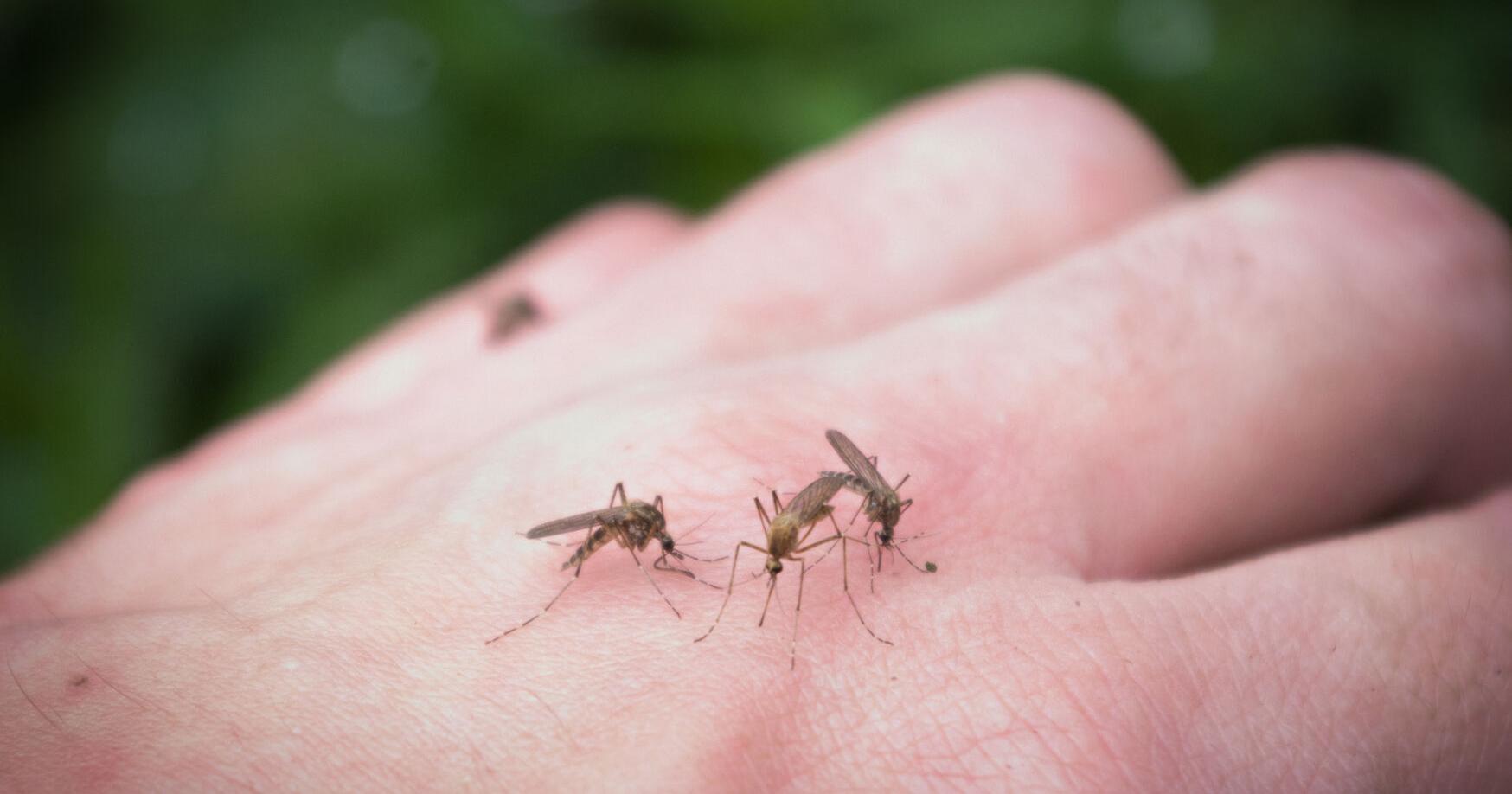 Heat brings out Washington's biting bugs. How to protect yourself, pets from summer bites - Vimarsana News