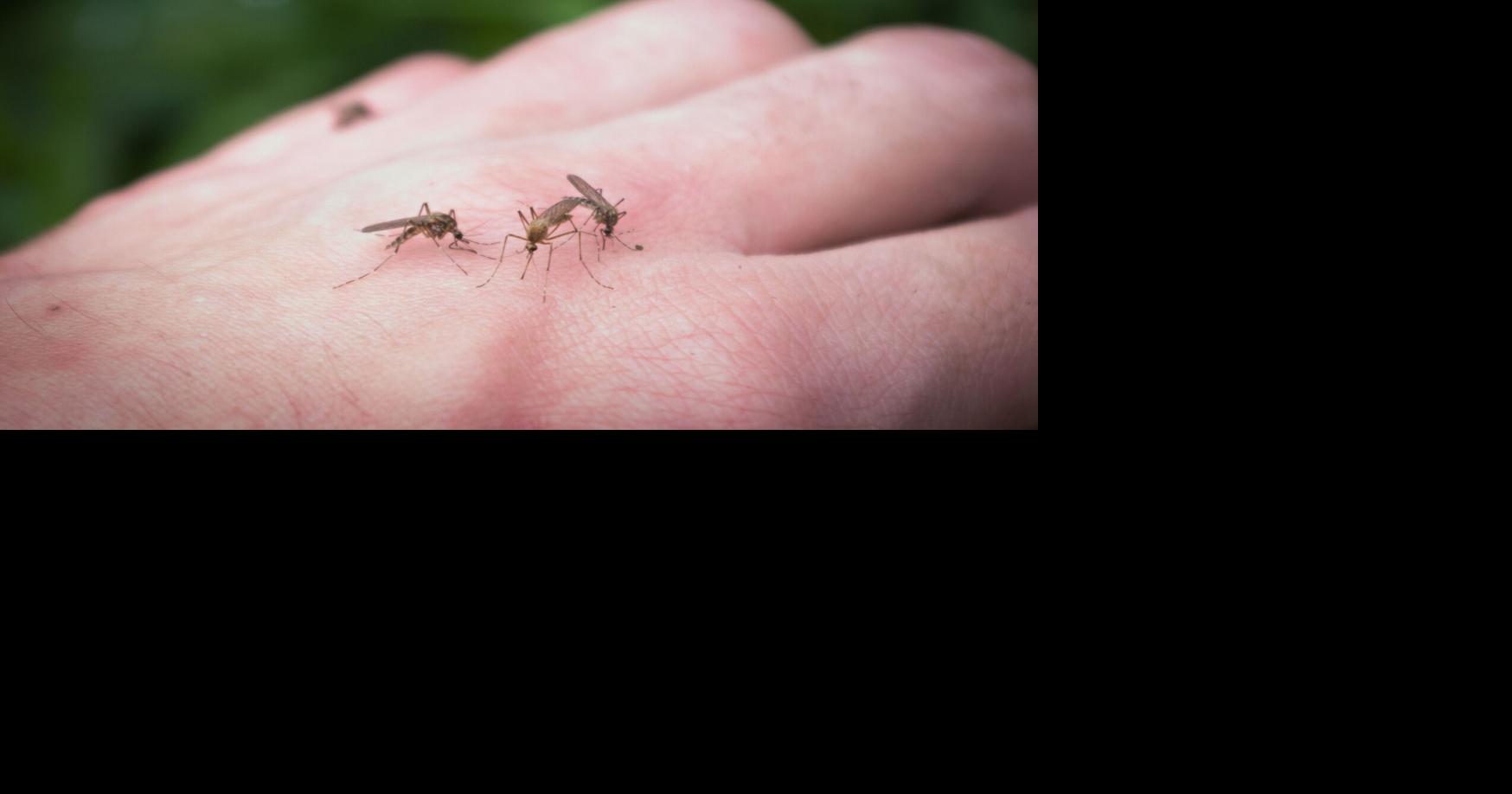 Heat brings out Washington’s biting bugs. How to protect yourself, pets from summer bites