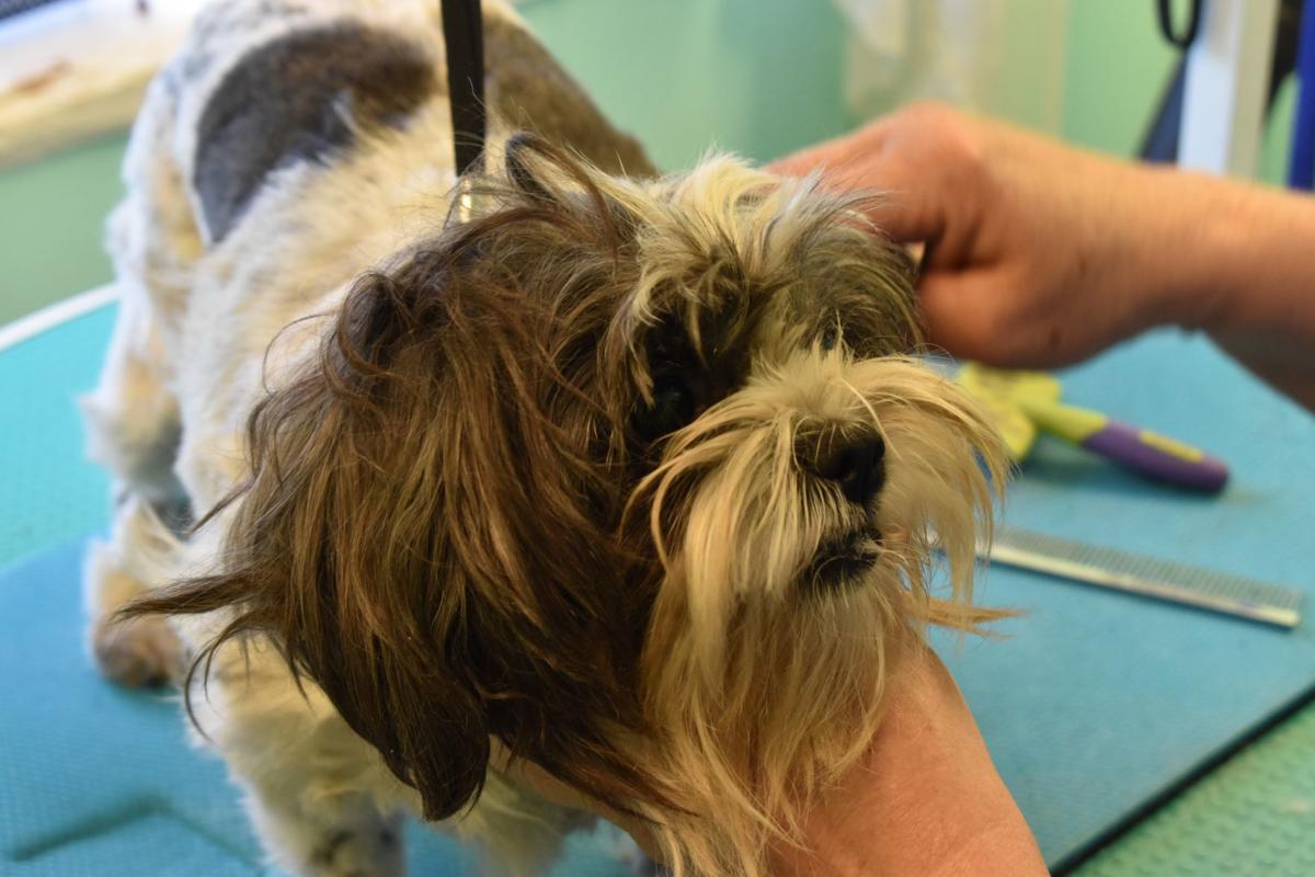 Longview Dog Groomer Wants Pets To Feel Like A Million Barks Local Tdn Com
