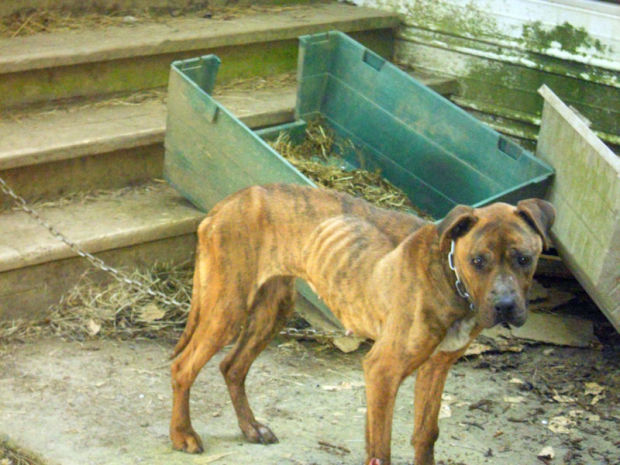 Neglected dog gaining weight at animal shelter | Local | tdn.com