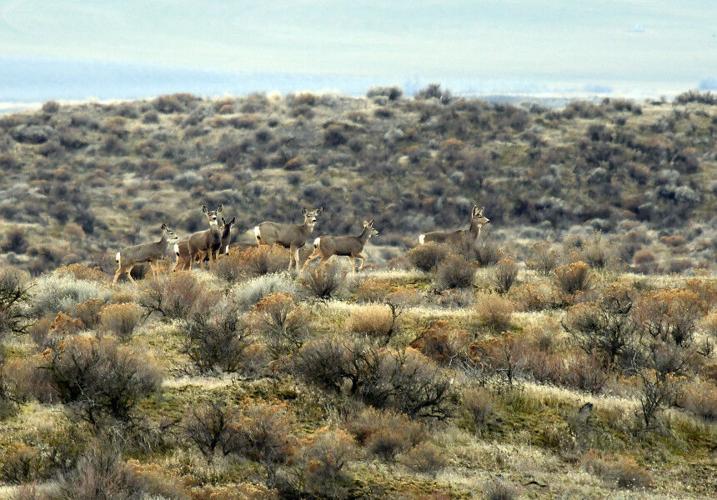 Surplus multi-season elk tags available Aug. 25; multi-season deer tags available Aug. 27